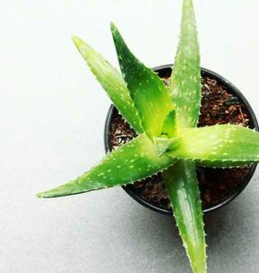 ¿Cuáles son las propiedades del aloe vera para la piel? - Siéntete Guapa