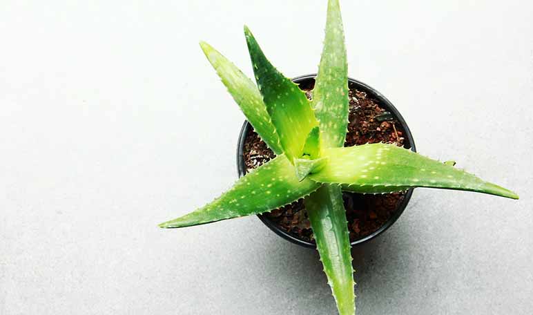 ¿Cuáles son las propiedades del aloe vera para la piel? - Siéntete Guapa